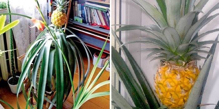 Ananas kattilassa