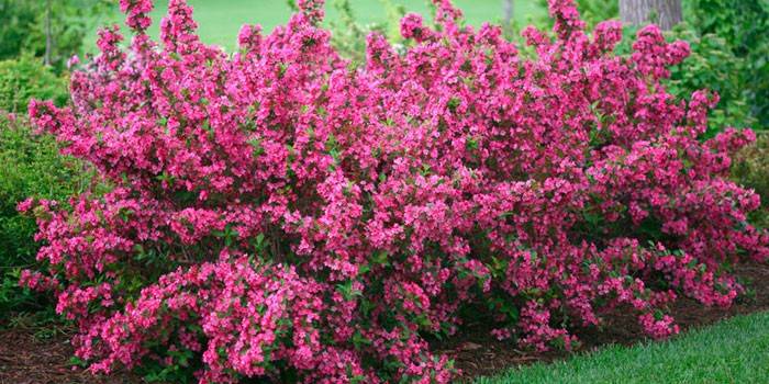 Weigela florescendo