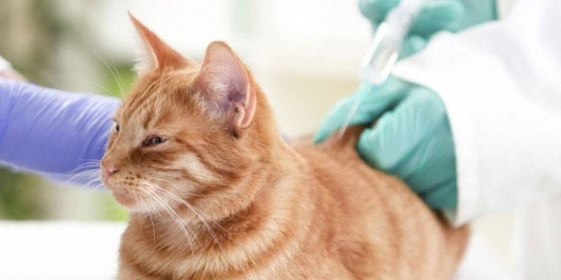 Ang pusa ay bibigyan ng isang iniksyon