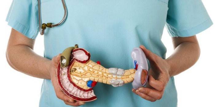 Le modèle du pancréas dans les mains d'un médecin