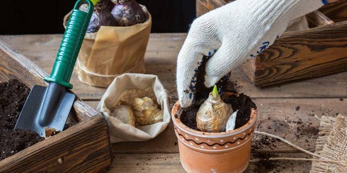 Plantning af en blomsterløg