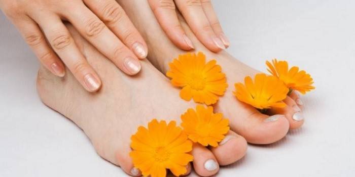 Gambe e fiori di calendula femminili