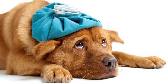 Cane triste