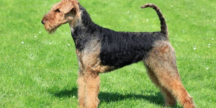 Aikuinen Airedale-terrieri