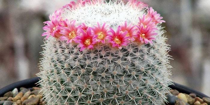 Kaktusz mammillaria