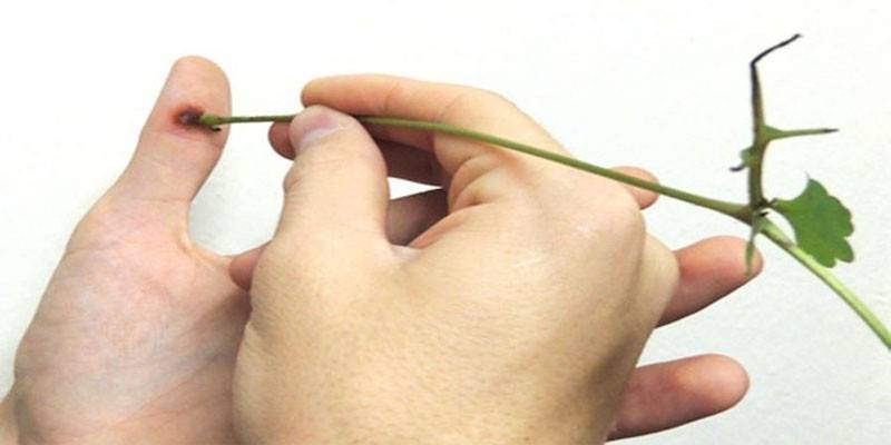 Trattamento delle malattie della pelle con celidonia