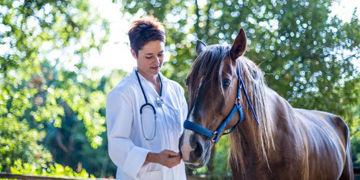 Veterinário e cavalo