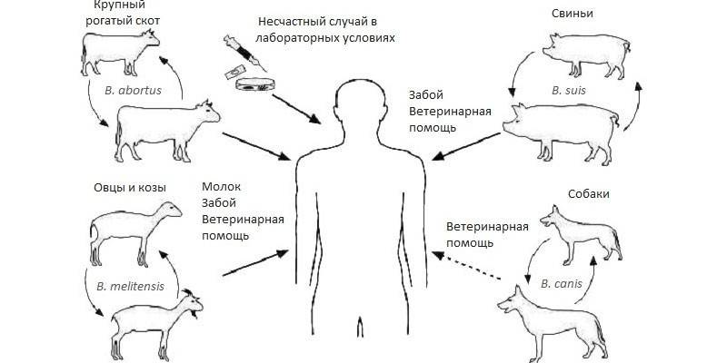 Esquema de infecção com vários patógenos da brucelose