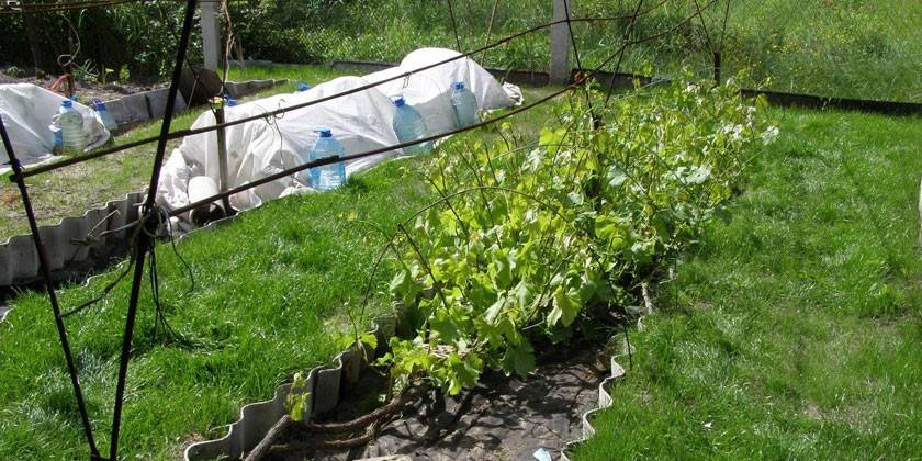 Ouverture de la vigne au printemps