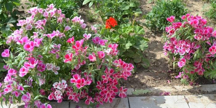 Godetia im Freien