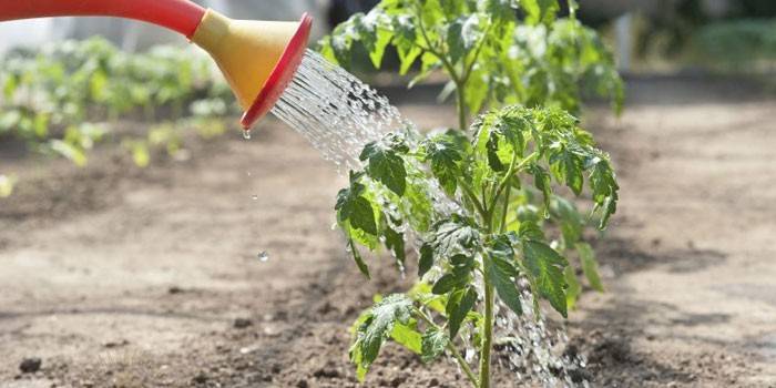 Arrosage tomate