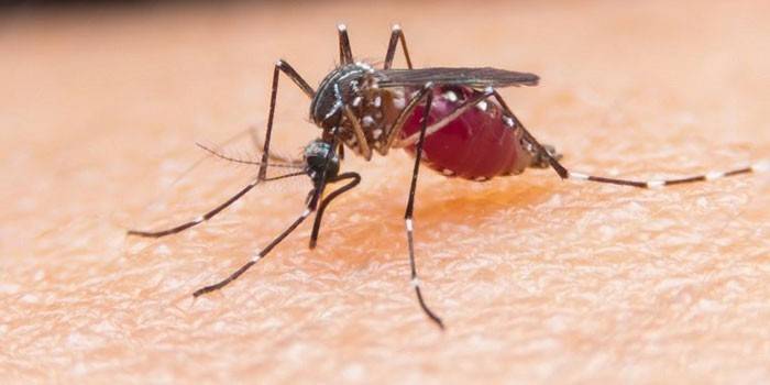 Agente causativo di malaria
