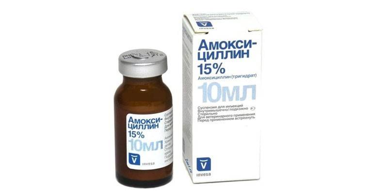 Amoxicillin