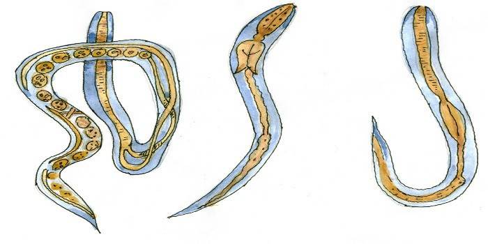 fasi di sviluppo dell'acne intestinale