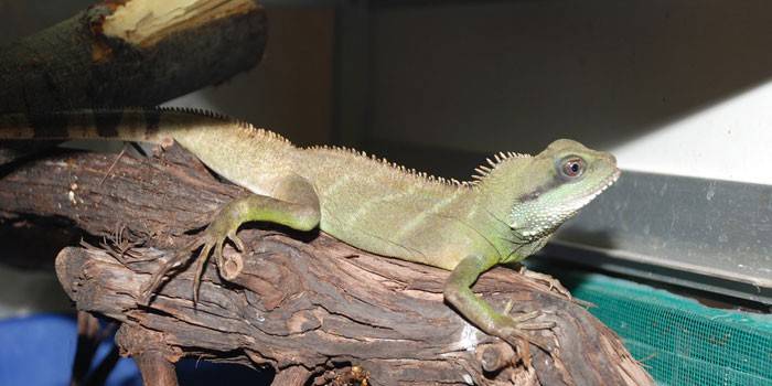 Lézard pour les enfants