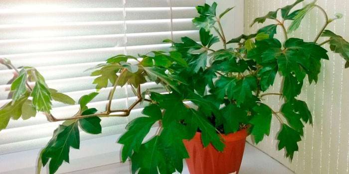 A cissus típusai