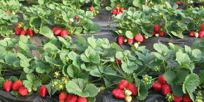 Plantação de morango