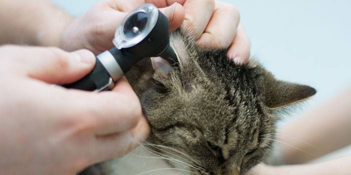 Veteriner bir kedi inceliyor