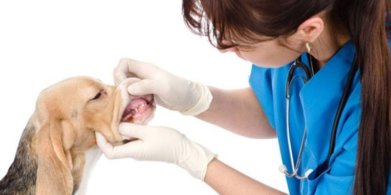 Sinusuri ng Veterinarian ang isang aso