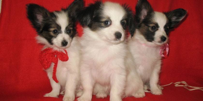 Papillon kucēni