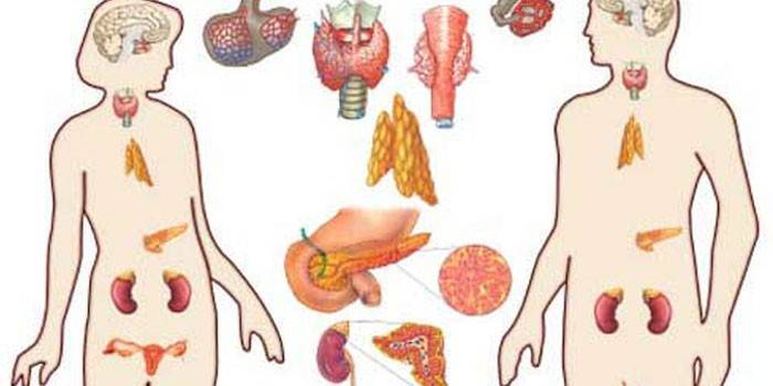Hệ thống nội tiết của con người