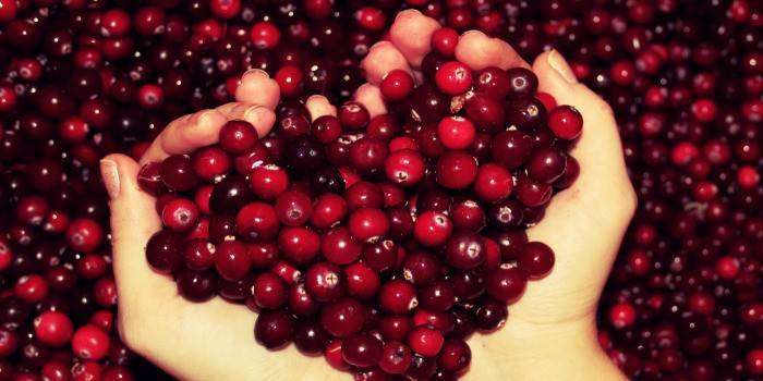 Lingonberry nas palmas das mãos