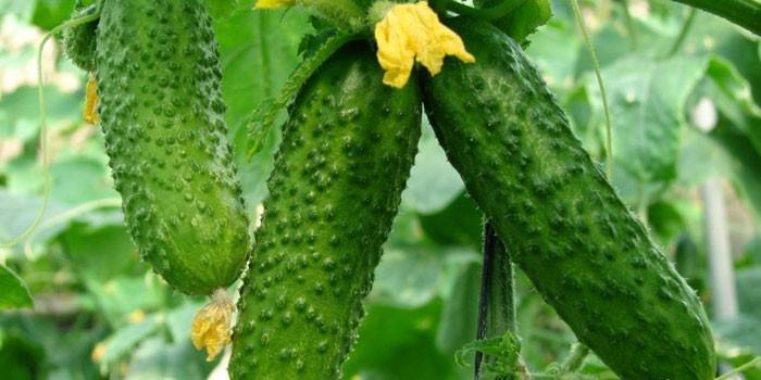 Gurken im Garten