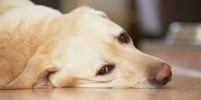 Il cane giace sul pavimento