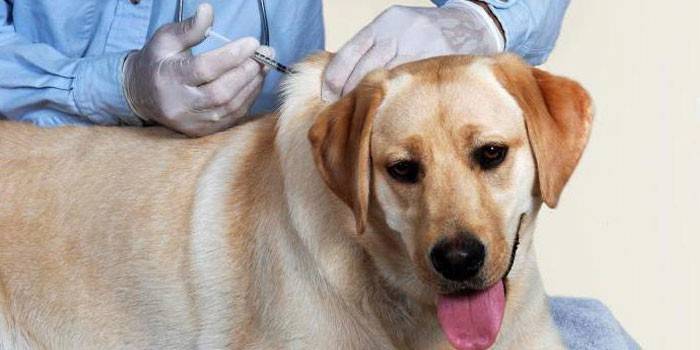 Il veterinario fa un'iniezione a un cane