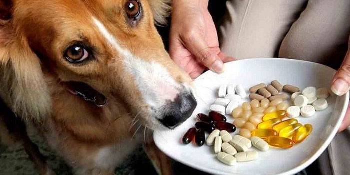 Cane e pillole