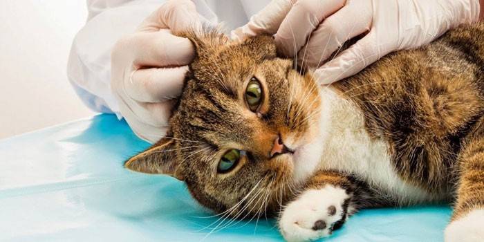 Veterinaras apžiūri katės ausis