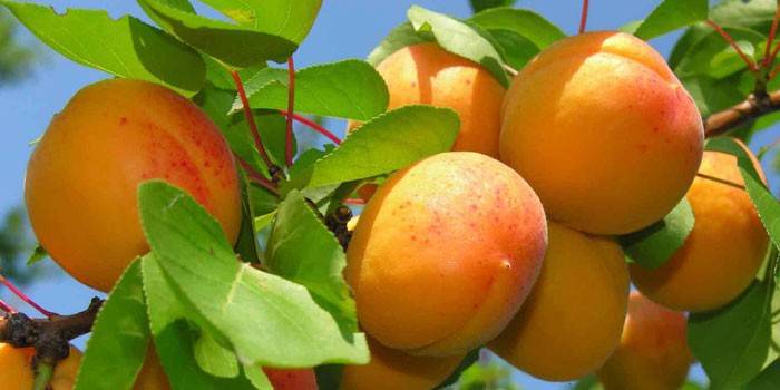 Fructe de caise pe copac