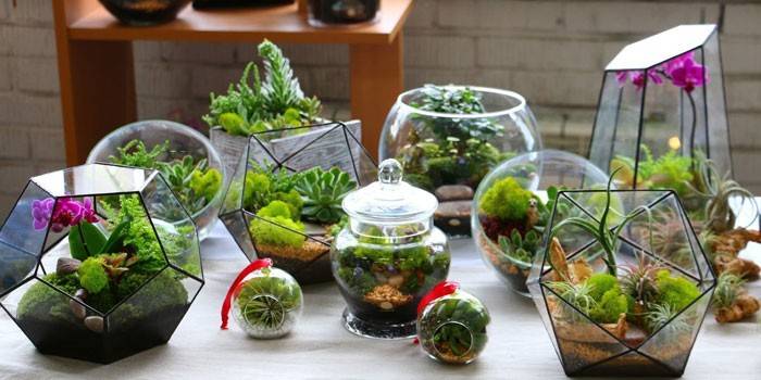 Types de Florariums