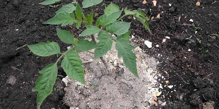 Befruchtete Pflanze mit Holzasche