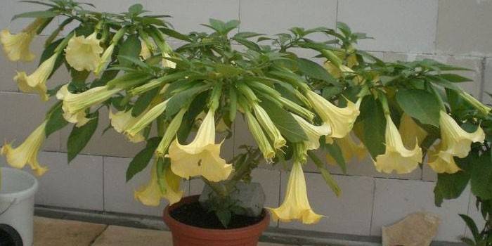 ดอก brugmansia