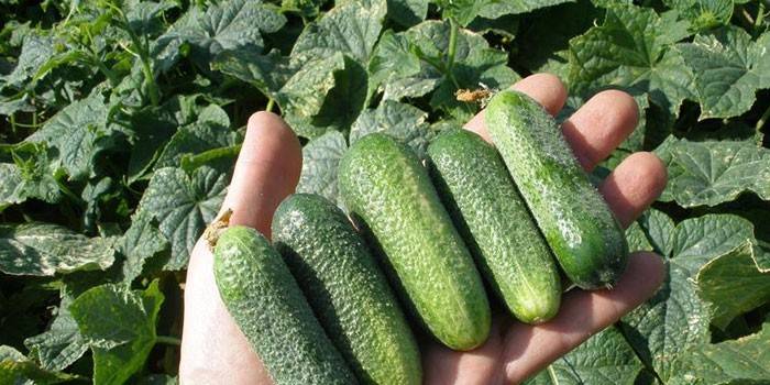 Variety Benefis