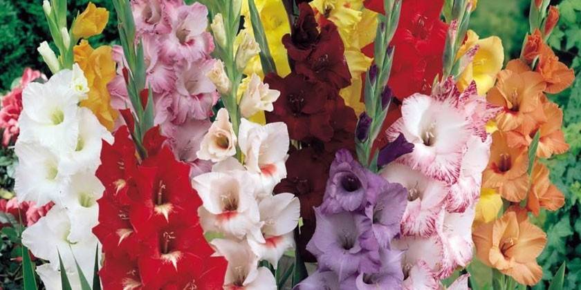 Glaïeuls en fleurs