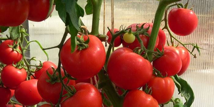 Tomate Lyubasha
