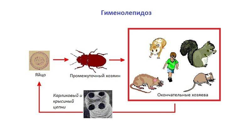Schéma d'hyménolépidose