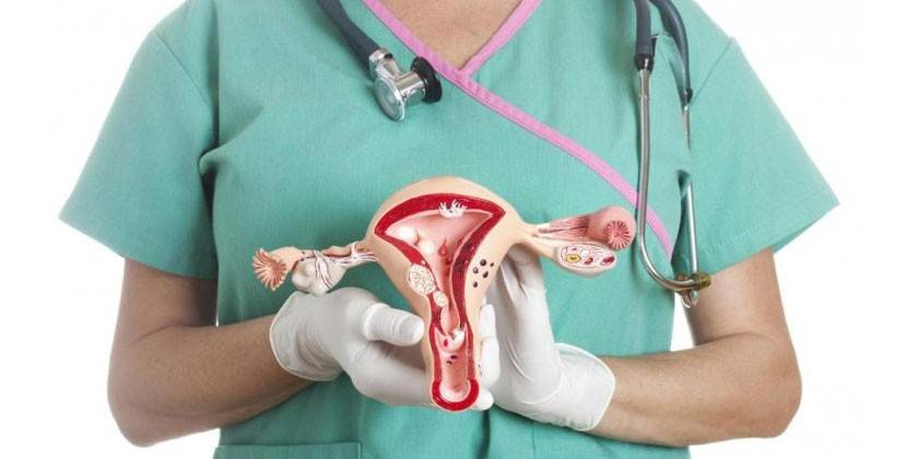 Docteur avec une maquette d'organe dans les mains