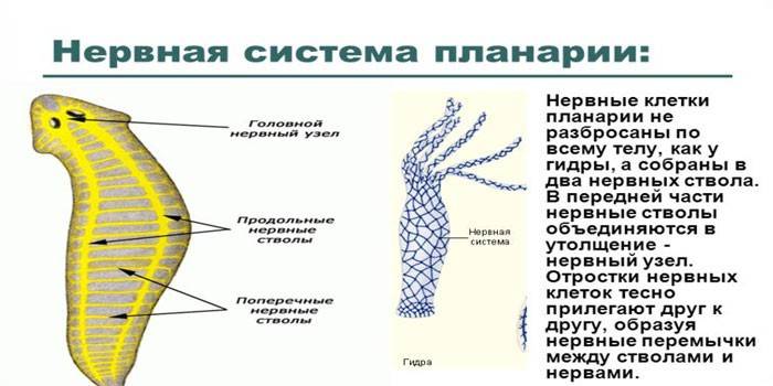 ระบบประสาท Planaria