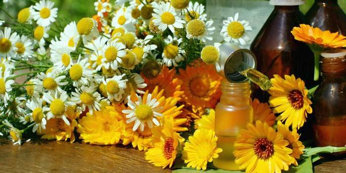 Fleurs de camomille et calendula