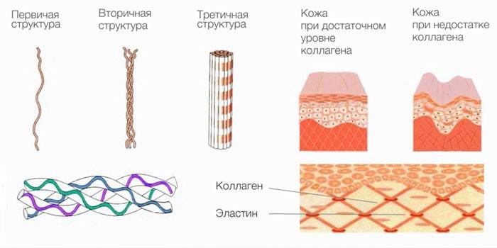 รูปภาพของคอลลาเจนมีผลต่อผิวหนังอย่างไร