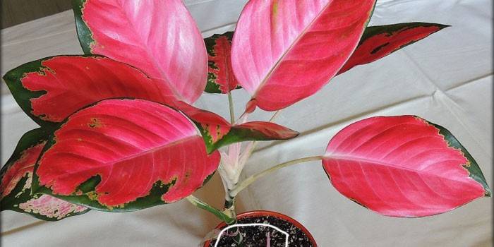 Aglaonema đỏ