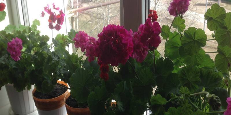 Namumulaklak na geranium