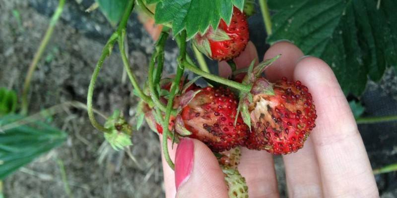 Fraise malade