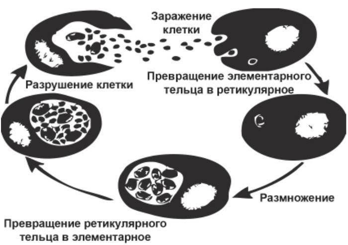 Klamydian kehityssykli